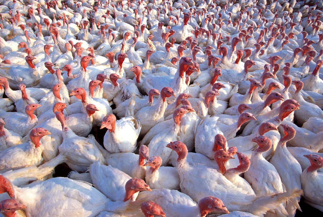 turkeys-139713_1280-1-jpg