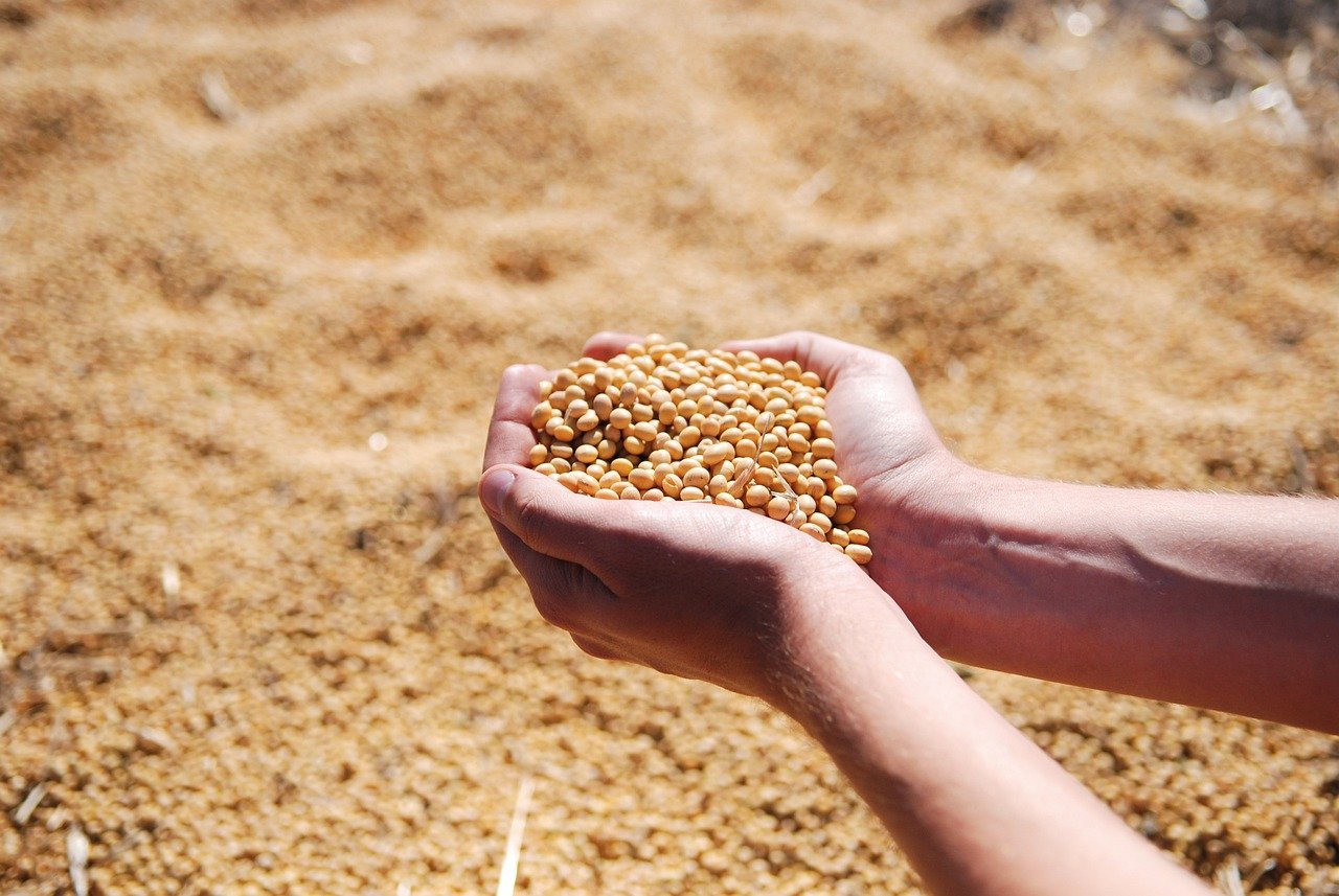 soybean-1831703_1280-jpg