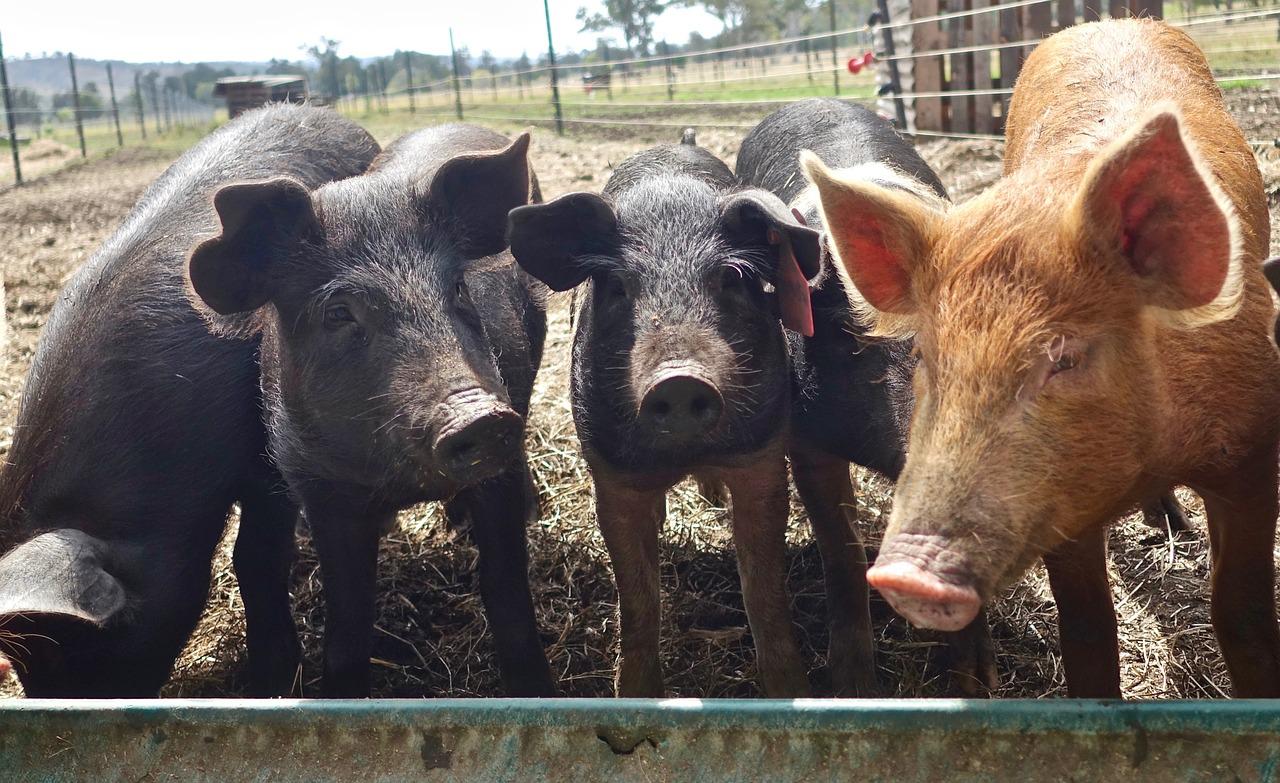 pigs-3669654_1280-jpg-3