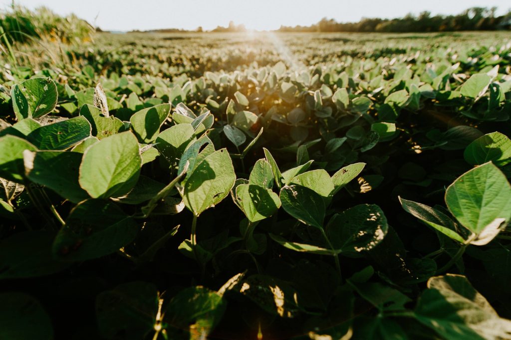 Soy Sustainability Assurance Certificates Now Transferrable - Vimarsana News
