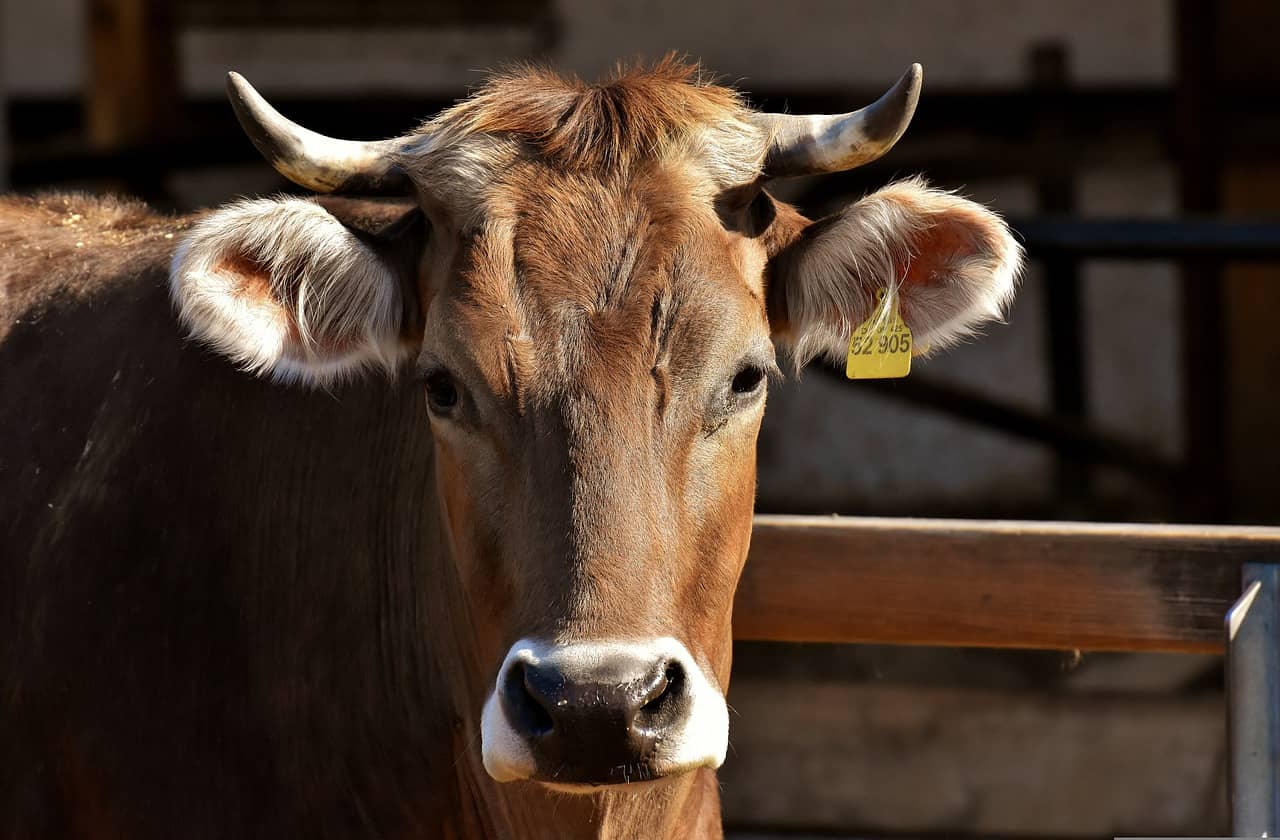 cow-3383624_1280-jpg