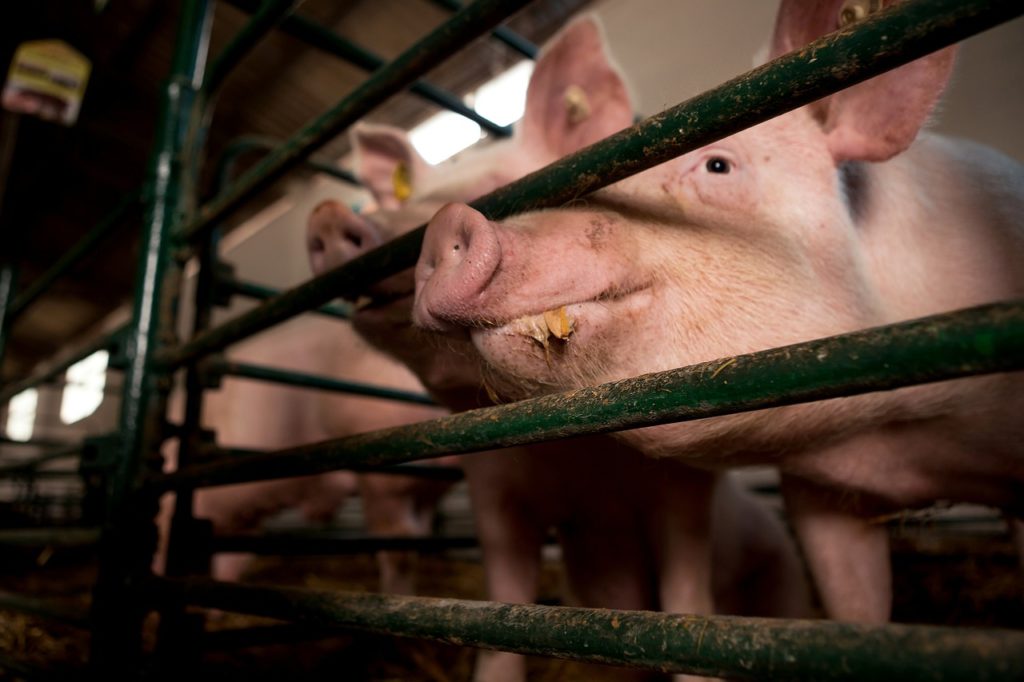 Pork Exports Trend Higher; Beef Exports Again Top $1 Billion - Vimarsana News