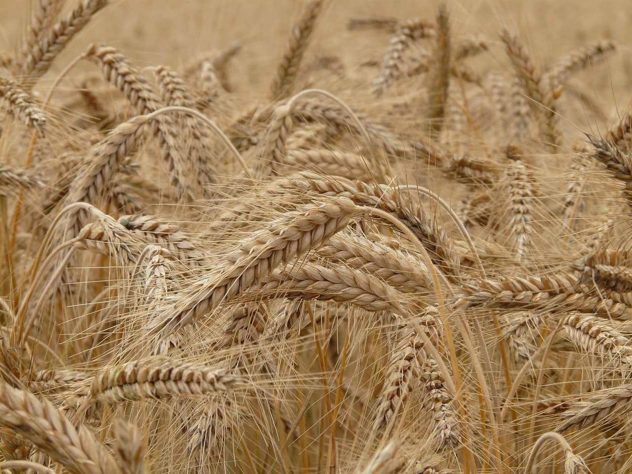 wheat-8762_1280-jpg