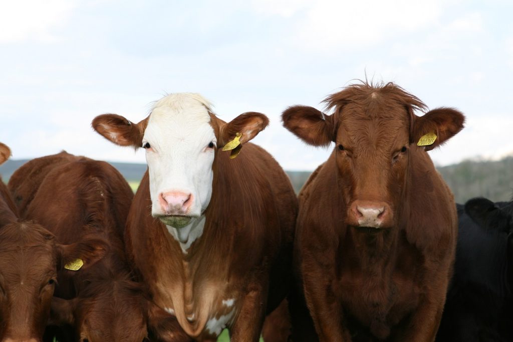 Cattle Chat: Impact of Drought on a Fall-Calving Herd - Vimarsana News