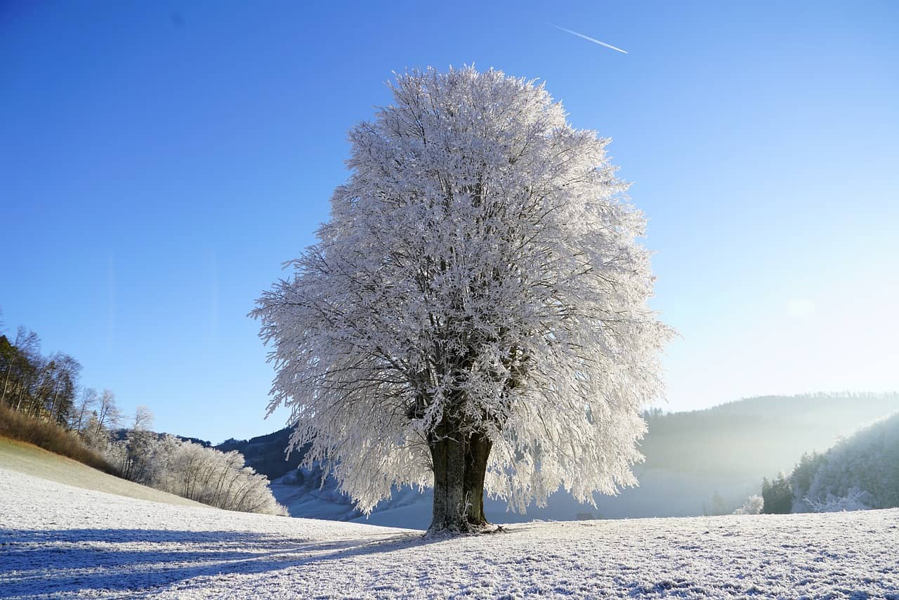 tree-1959267_1280-jpg