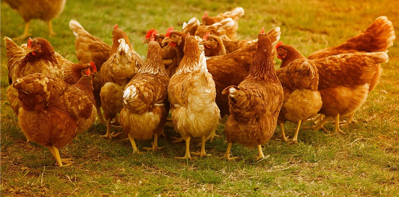 chicken-4145198_1280-jpg
