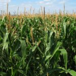 corn-field-1935_1280-2-jpg