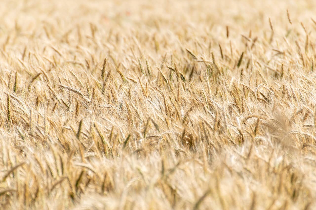 cereals-6508088_1280-jpg