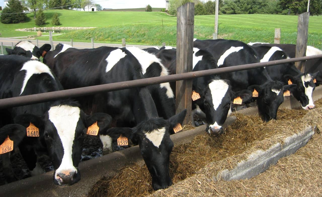 cattle-13384-2-jpg