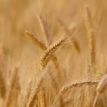 wheat-3241114_1280-jpg-2
