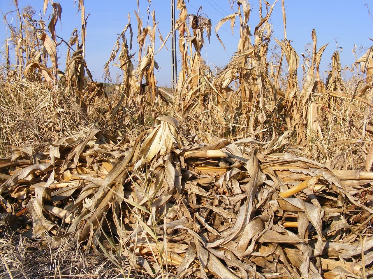 agriculture-87711_1280-jpg