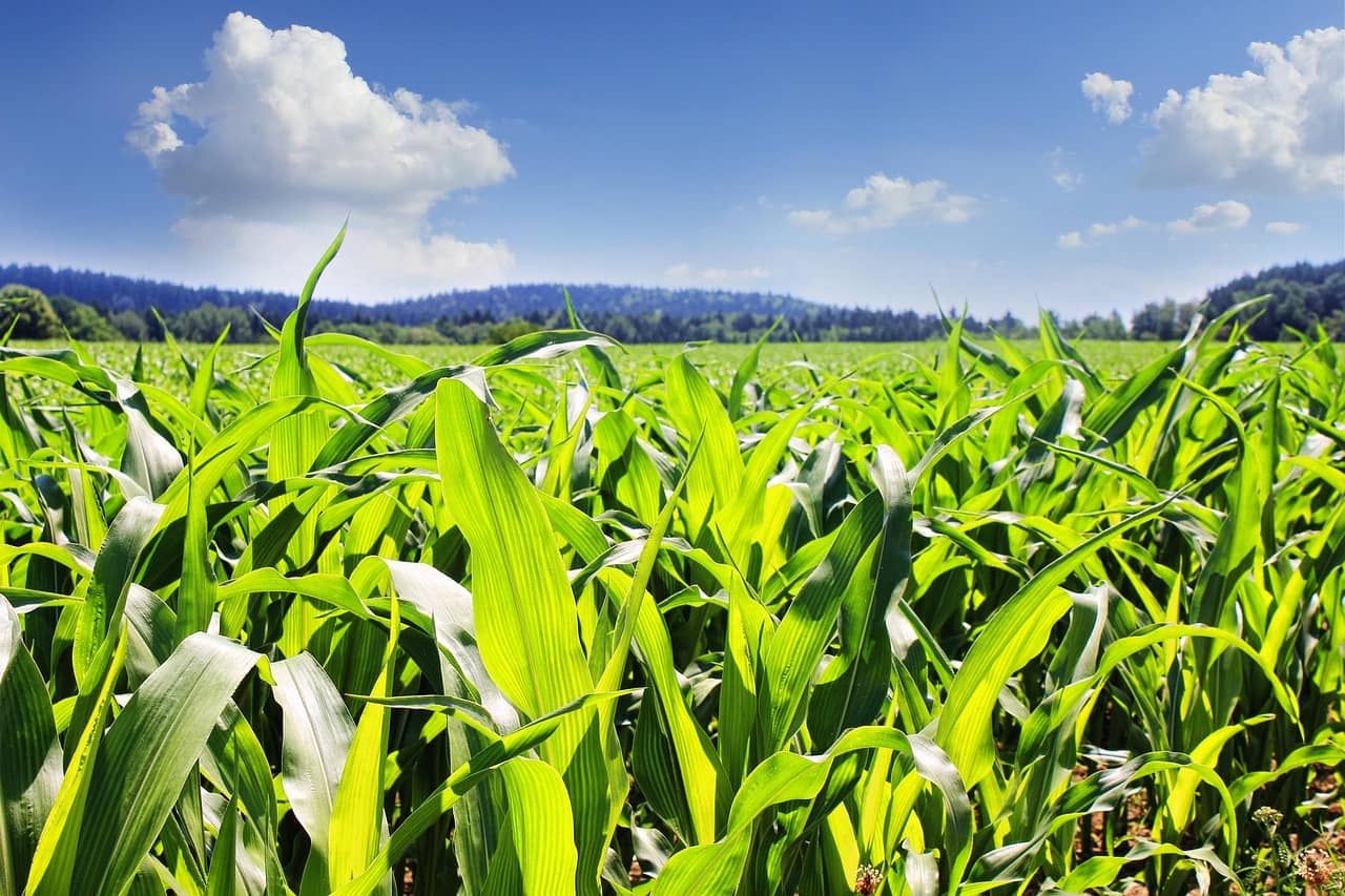 field-852242_1280-jpg