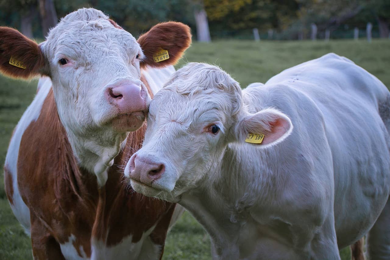 cows-7523566_1280-jpg