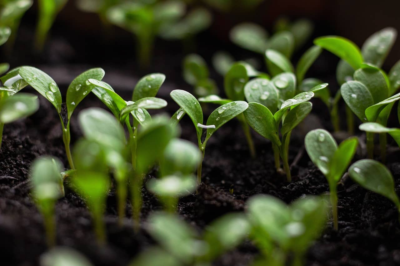 seedlings-7110591_1280-jpg