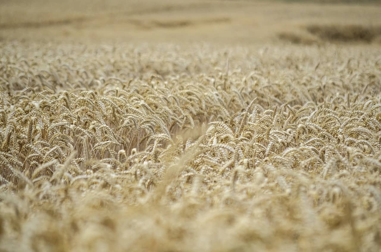 ears-of-corn-7325780_1280-jpg