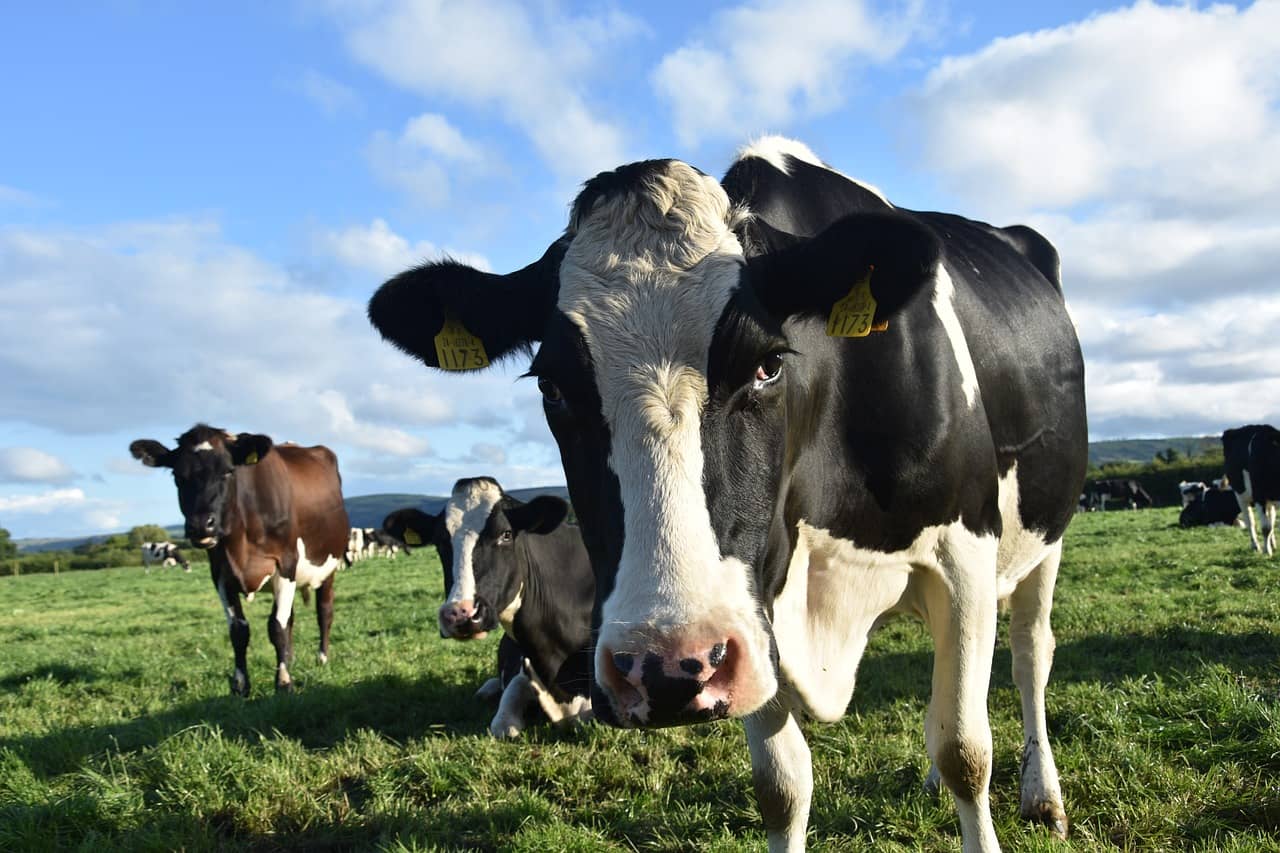 cow-3168858_1280-jpg