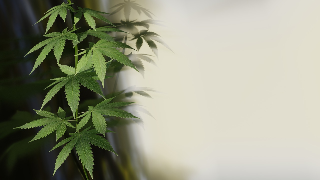 cannabis-4271767_1280-jpg