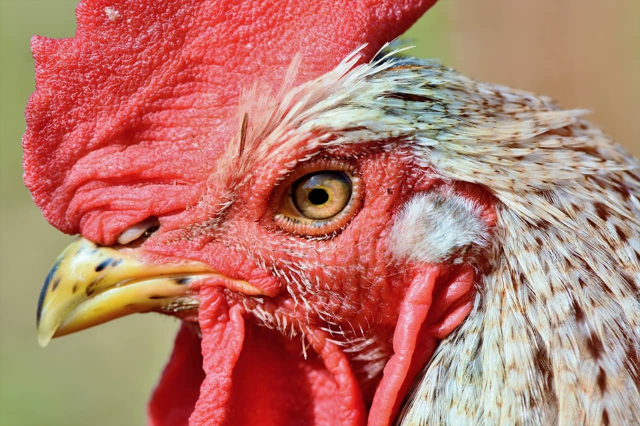 rooster-3607868_1280-1-jpg