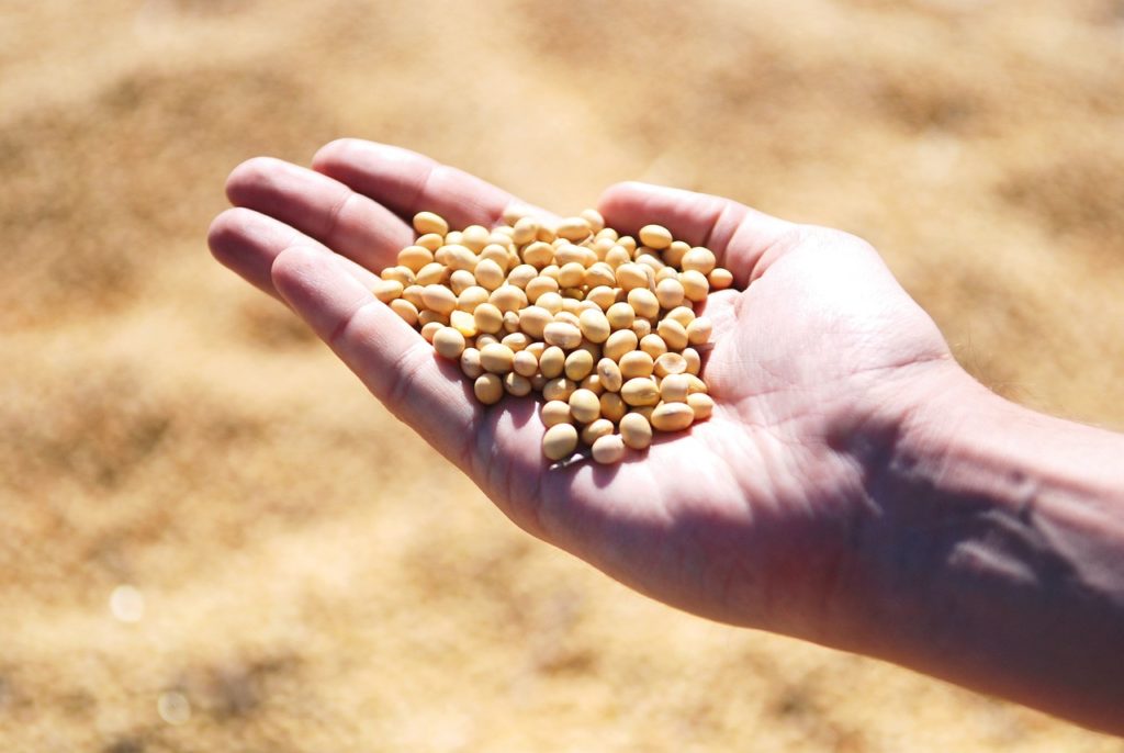 'Getting It Right in Soybean Production' Update Set for Dec. 20 - Vimarsana News