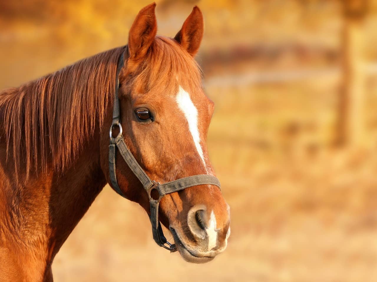 horse-1201143_1280-jpg-2