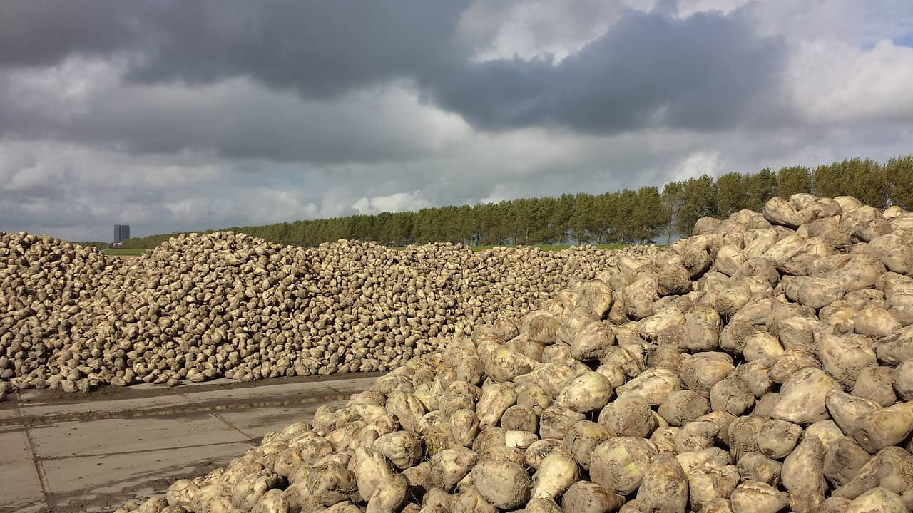 sugar-beets-562317_1280-jpg