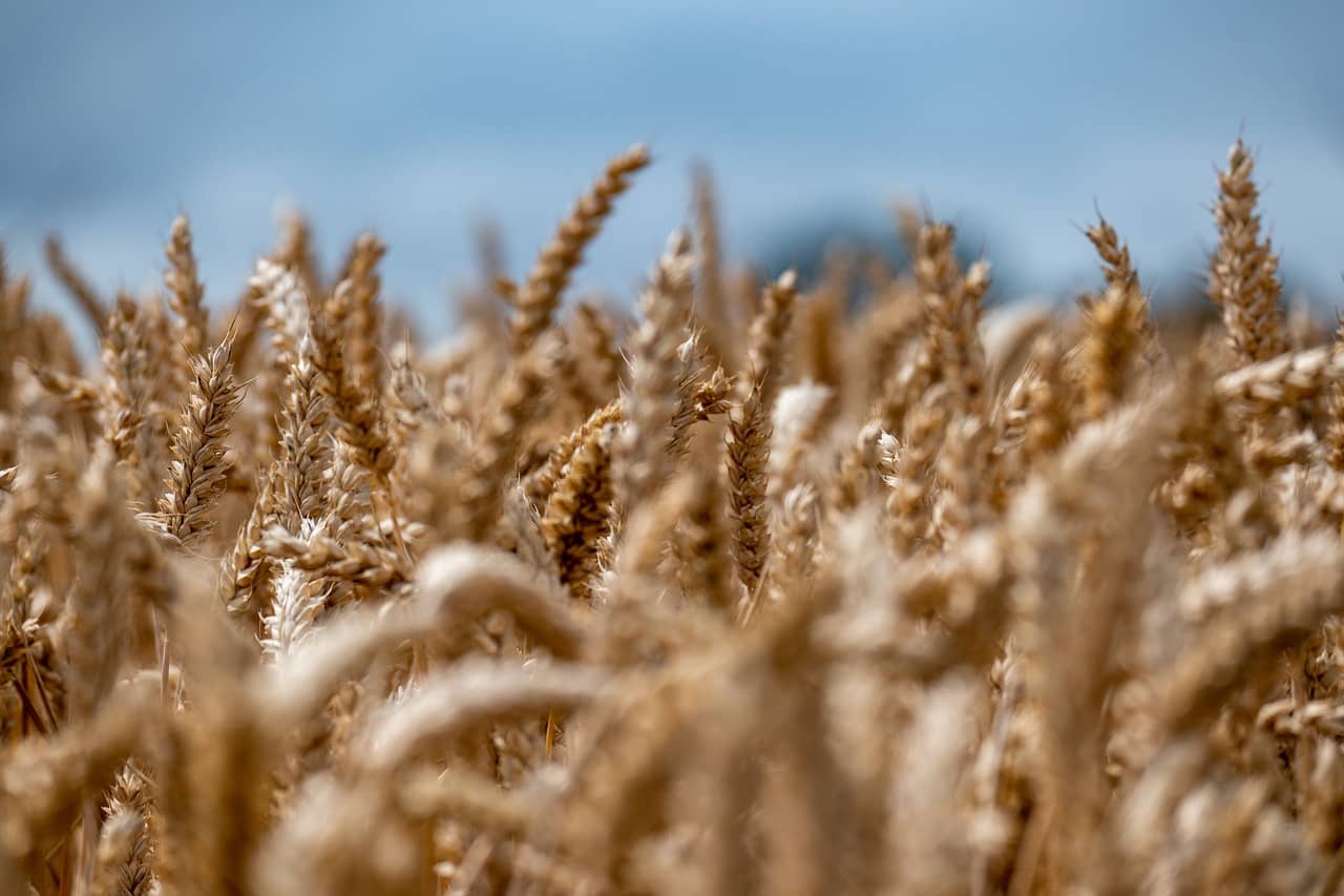 wheat-7347847_1280-jpg