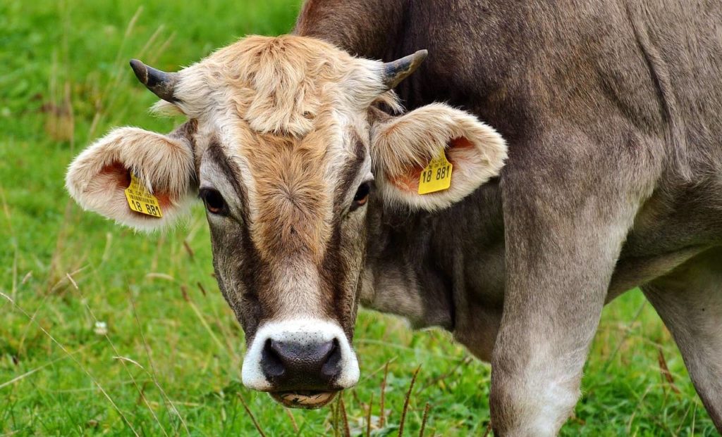 Cattle Chat: Managing a Post-Weaning Parasite - Vimarsana News