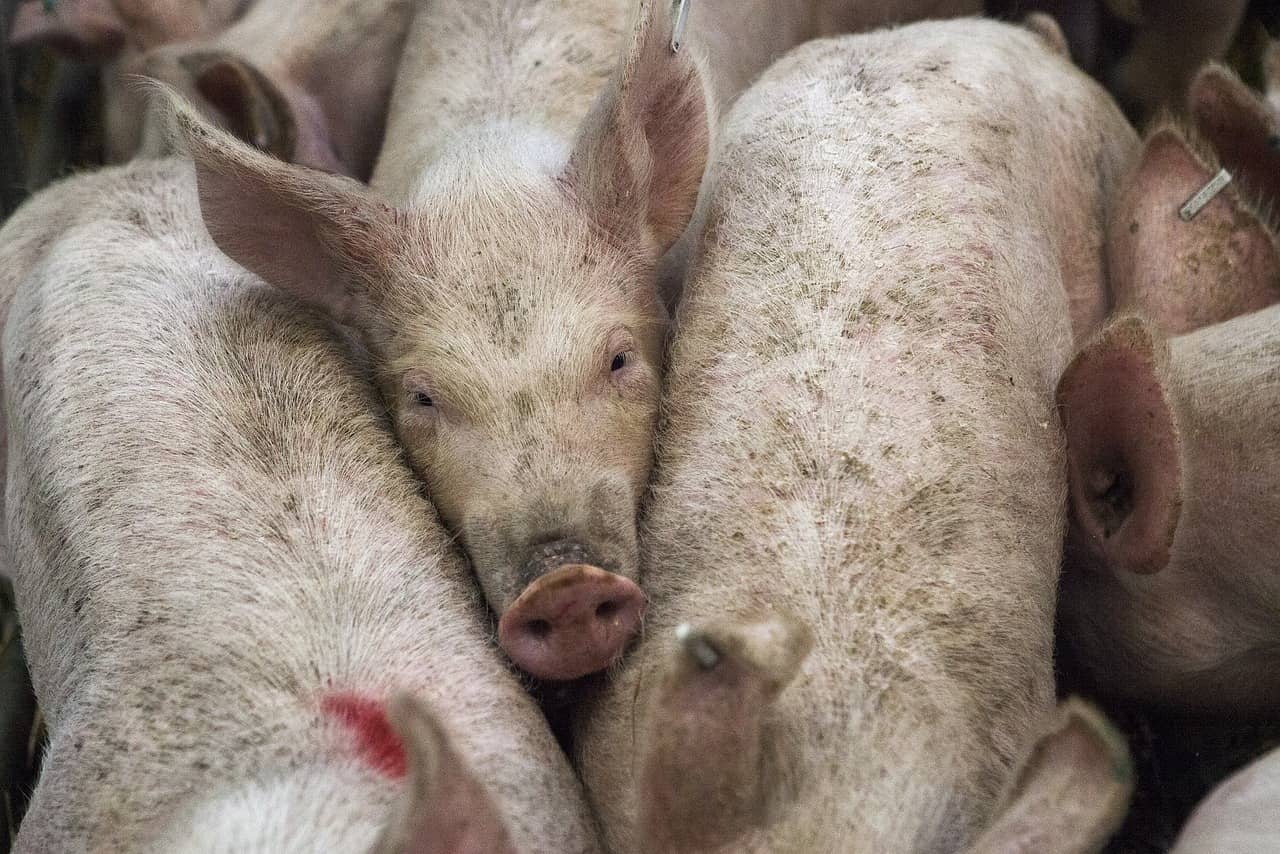 pigs-678199_1280-1-jpg