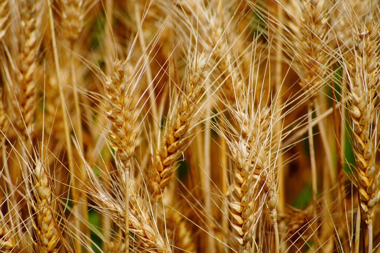 wheat-ga67a5cb9b_1280-jpg