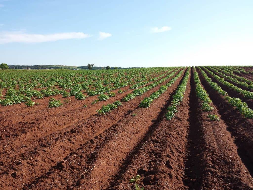 PAPAS Announces Plan to Combat Potato Nematodes - Vimarsana News