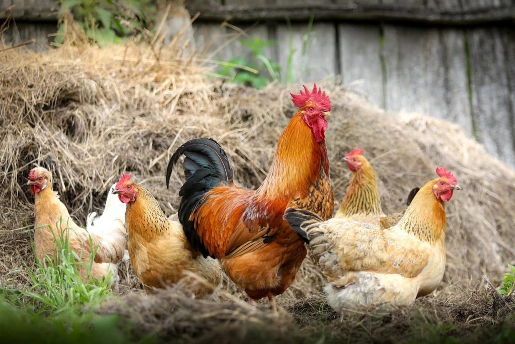 NCC Releases Most Comprehensive Guidelines for Poultry Care - Vimarsana News