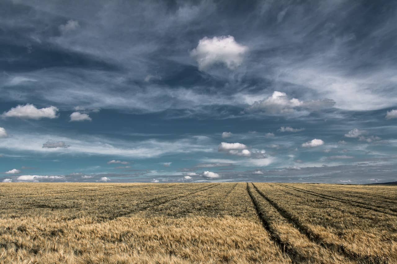 wheat-fields-gc20dae202_1280-jpg