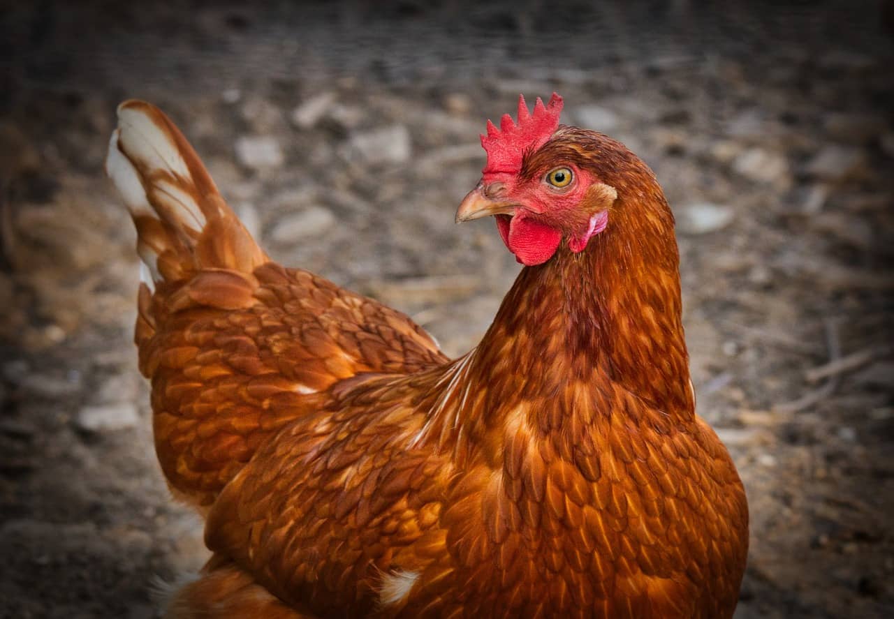 chicken-3727097_1280-jpg