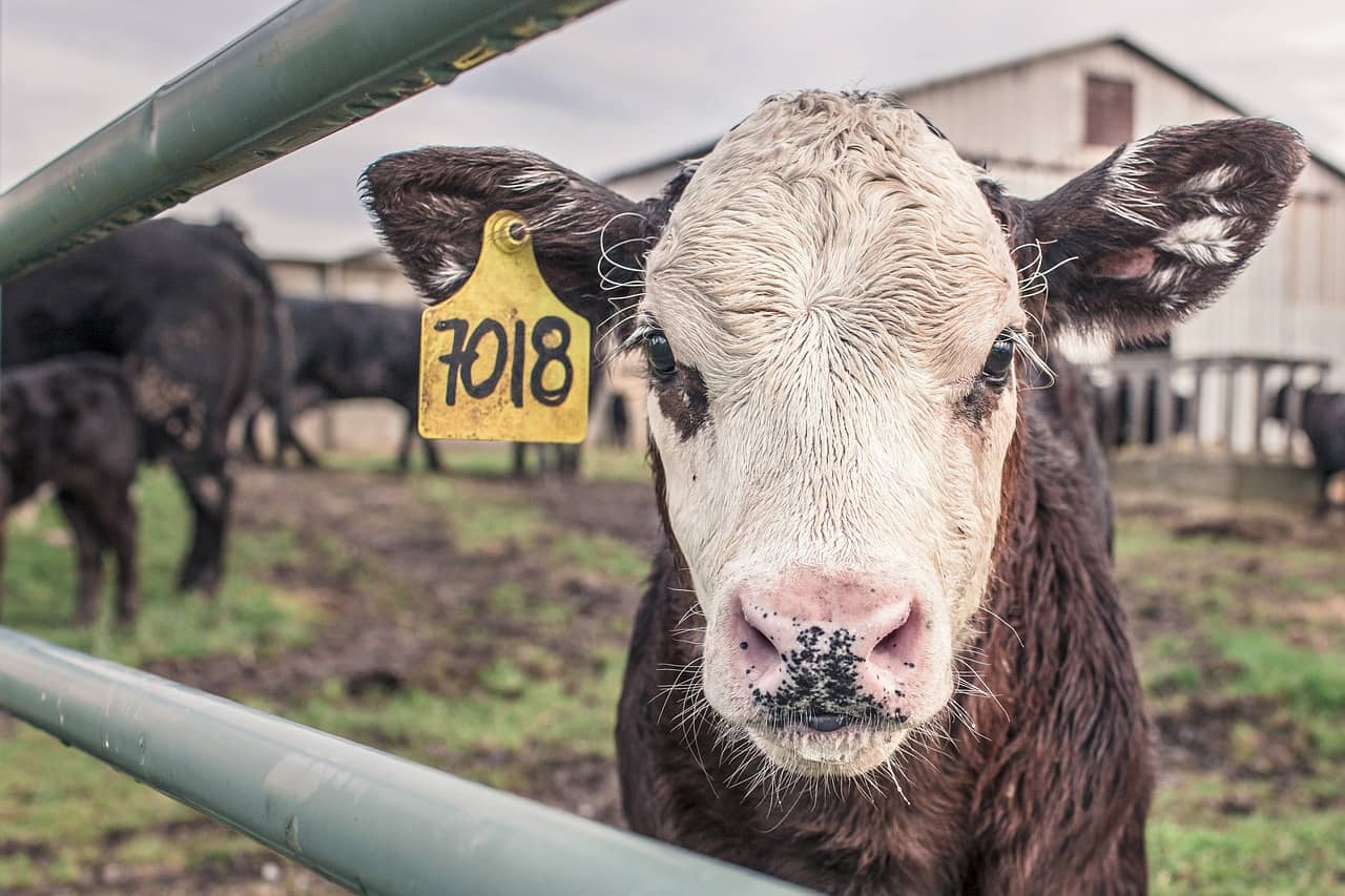Cattle Accounted for Largest Portion of US Animal Receipts in 2021 | KQLX