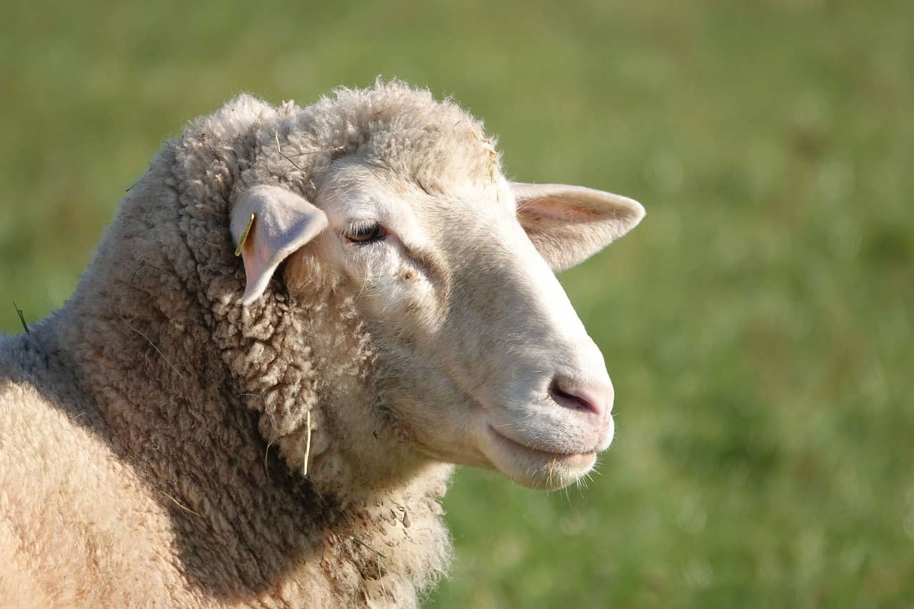 . Sheep and Lamb Inventory Up 2,000 Head from 2022 | KQLX
