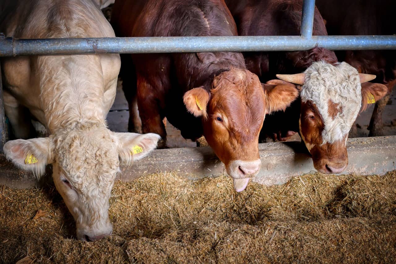 cows-5622906_1280-jpg