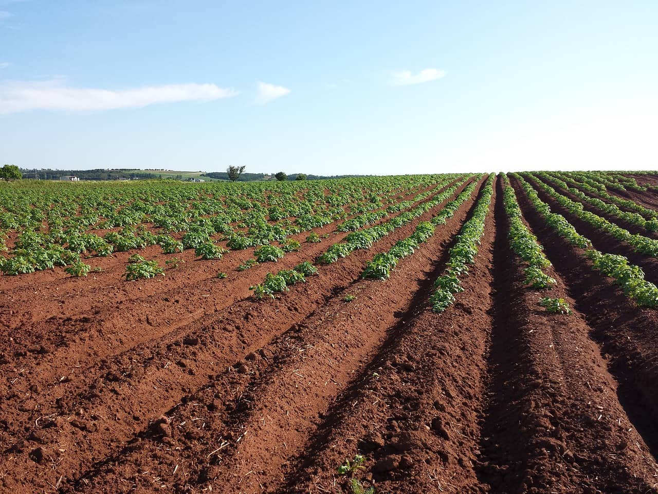 potato-1628500_1280-jpg-3