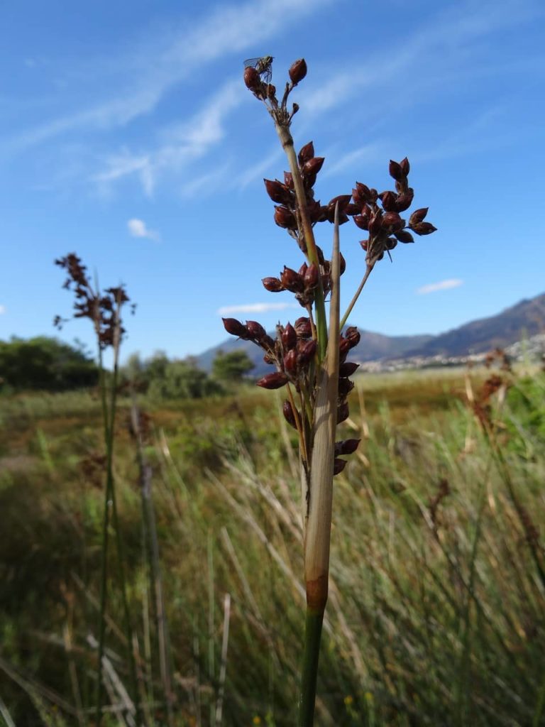 Perennial Cool-Season Invasive Grasses Workshop in Fargo - Vimarsana News
