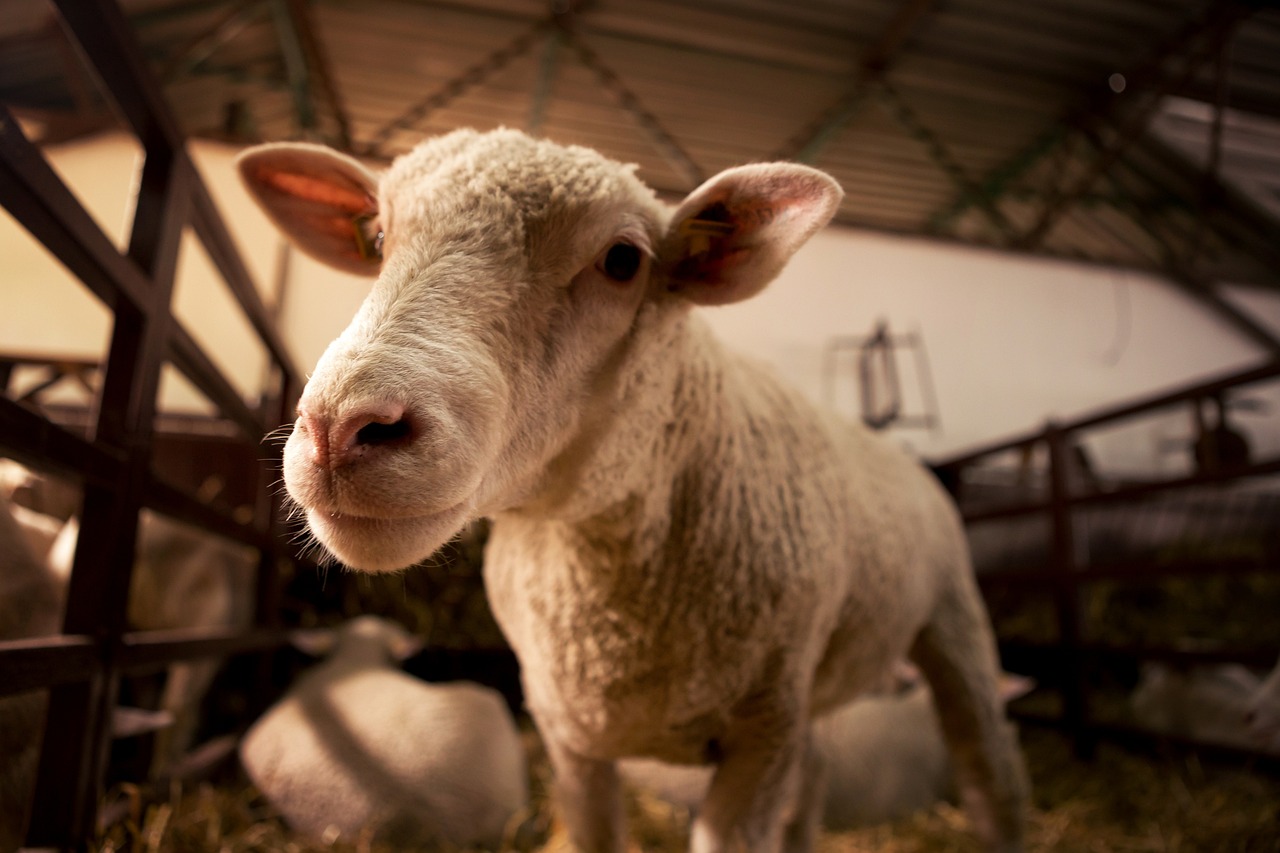 sheep-4432232_1280-jpg