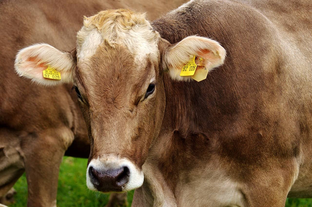 cow-2782461_1280-jpg-6