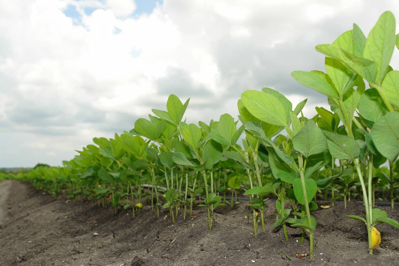 soy-964327_1280-jpg