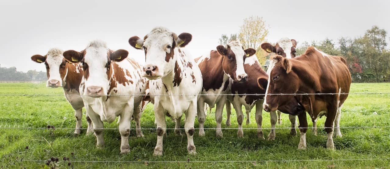 cows-2631523_1280-jpg
