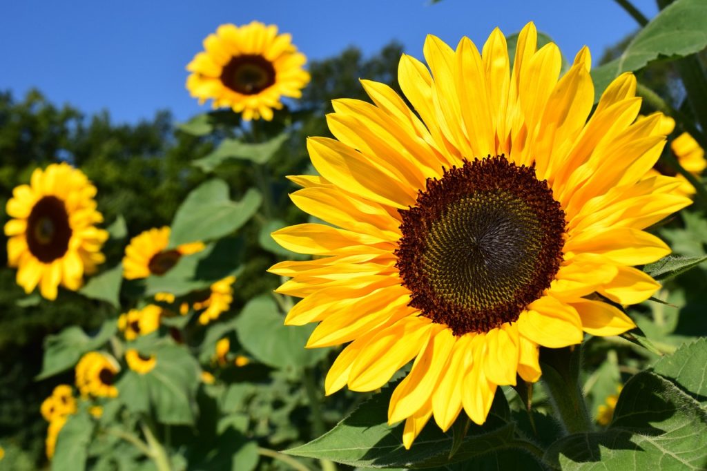 Sunflower Production Update Online March 21 - Vimarsana News