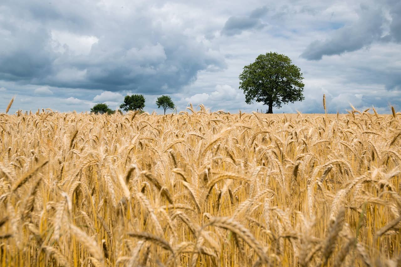 wheat-2549245_1280-jpg