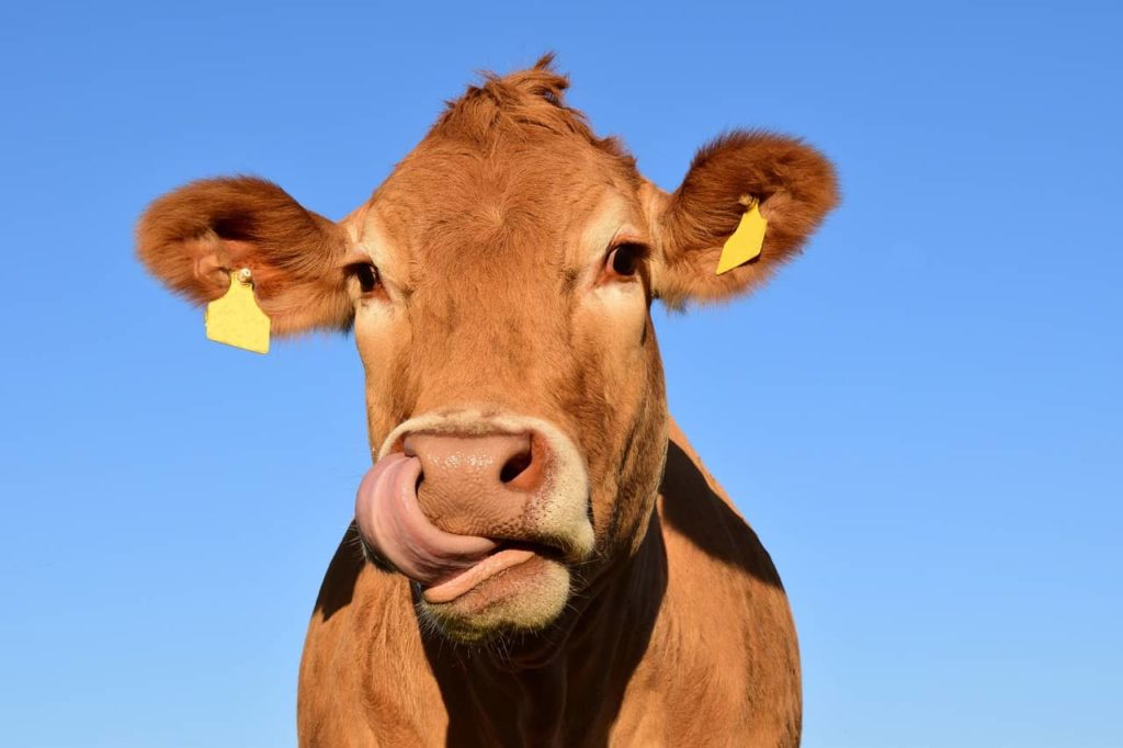 Cattle Chat: Collecting Data Off Ranch Aids Management Decisions - Vimarsana News