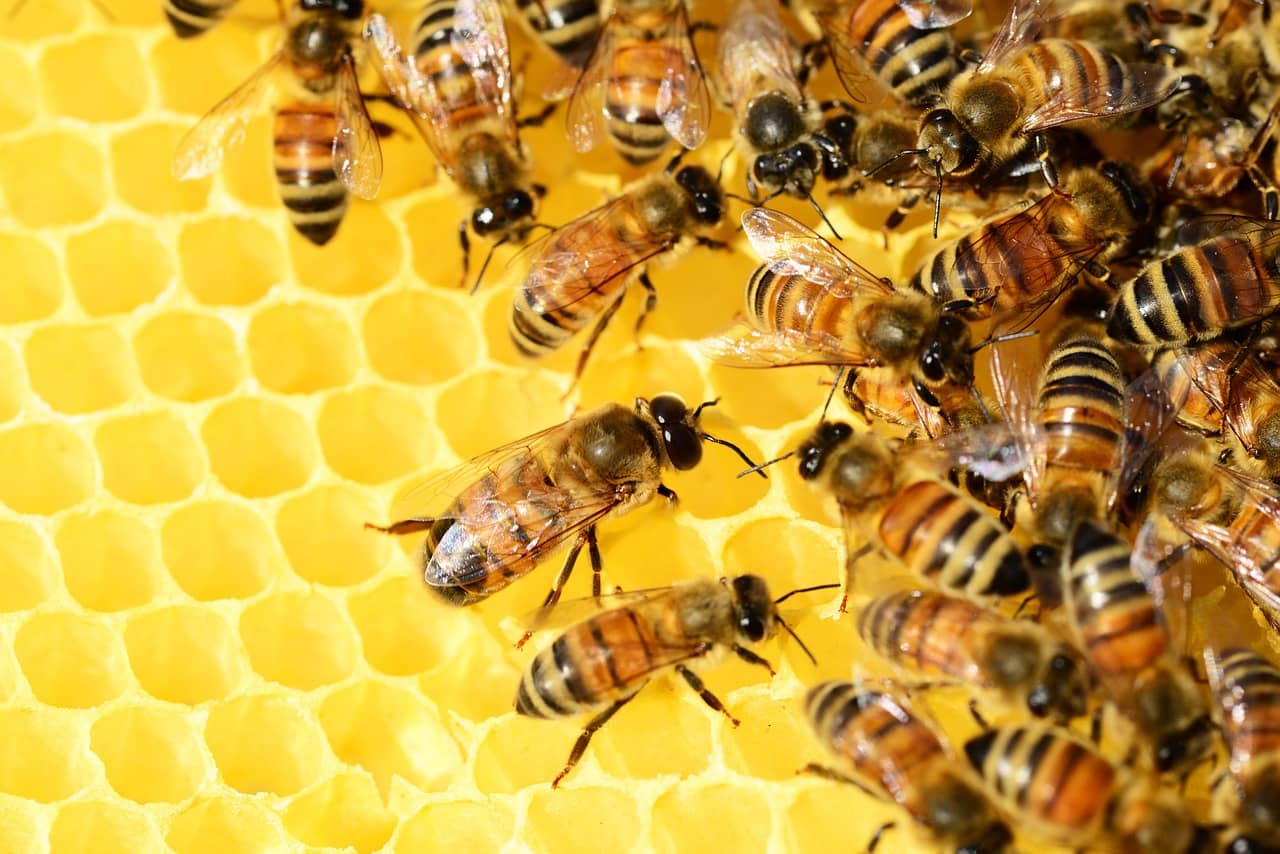 bees-326337_1280-jpg