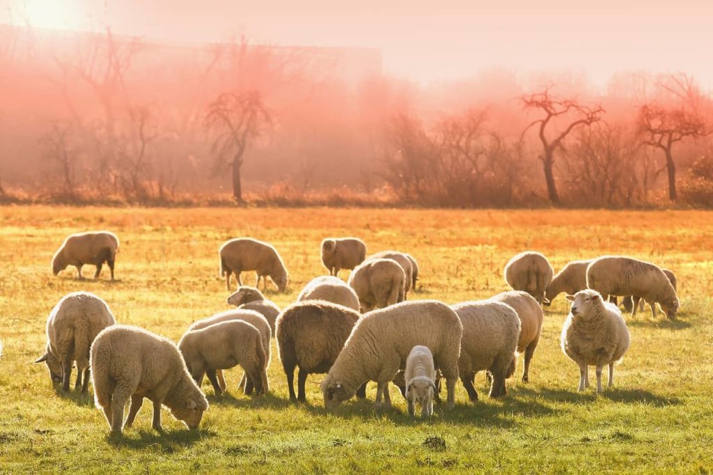 NDSU Sheep Workshop April 15 in Carrington - Vimarsana News