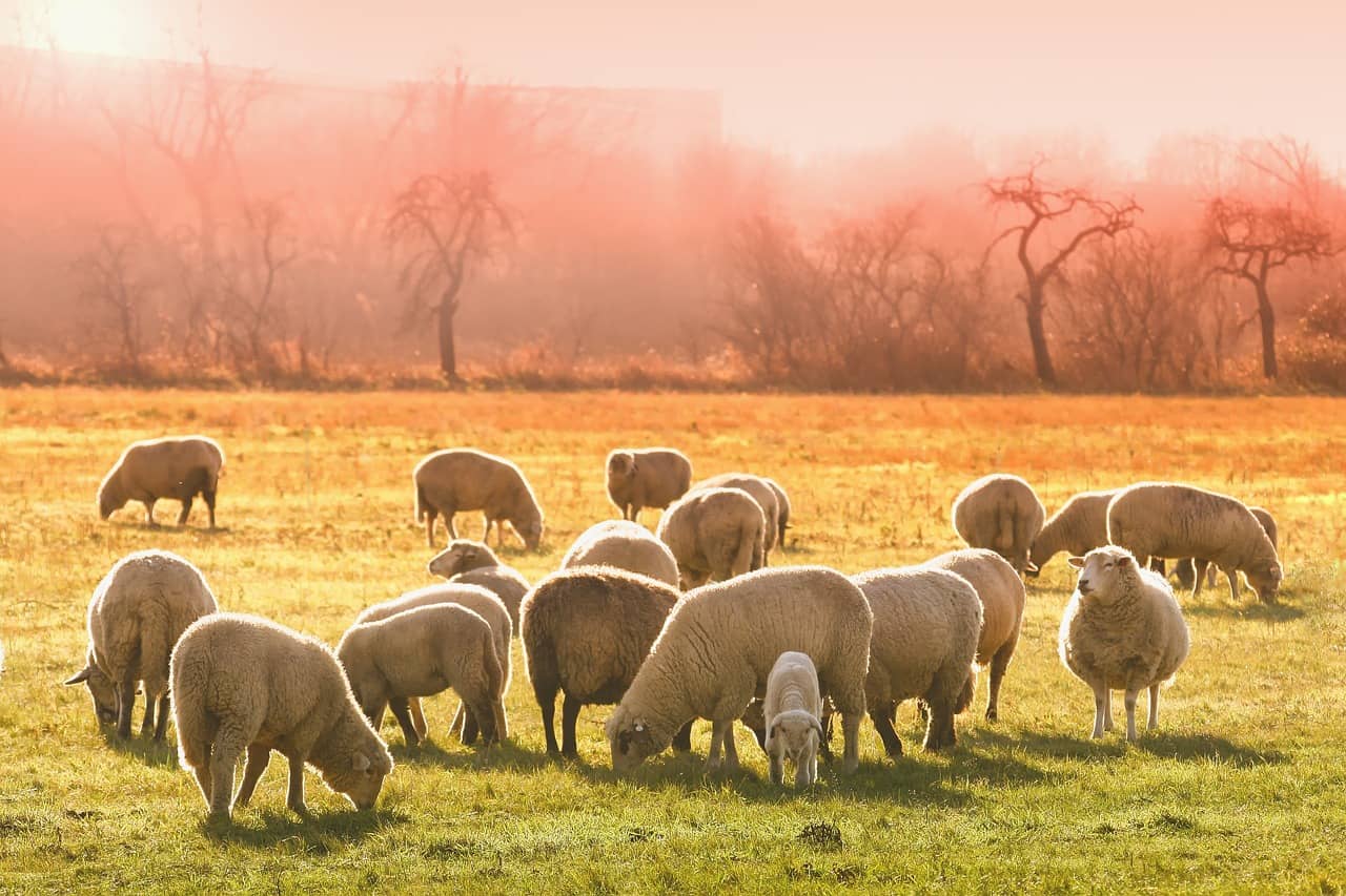 sheeps-g236f8cf22_1280-jpg