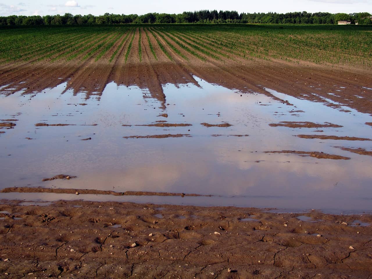 fields-406153_1280-jpg-2