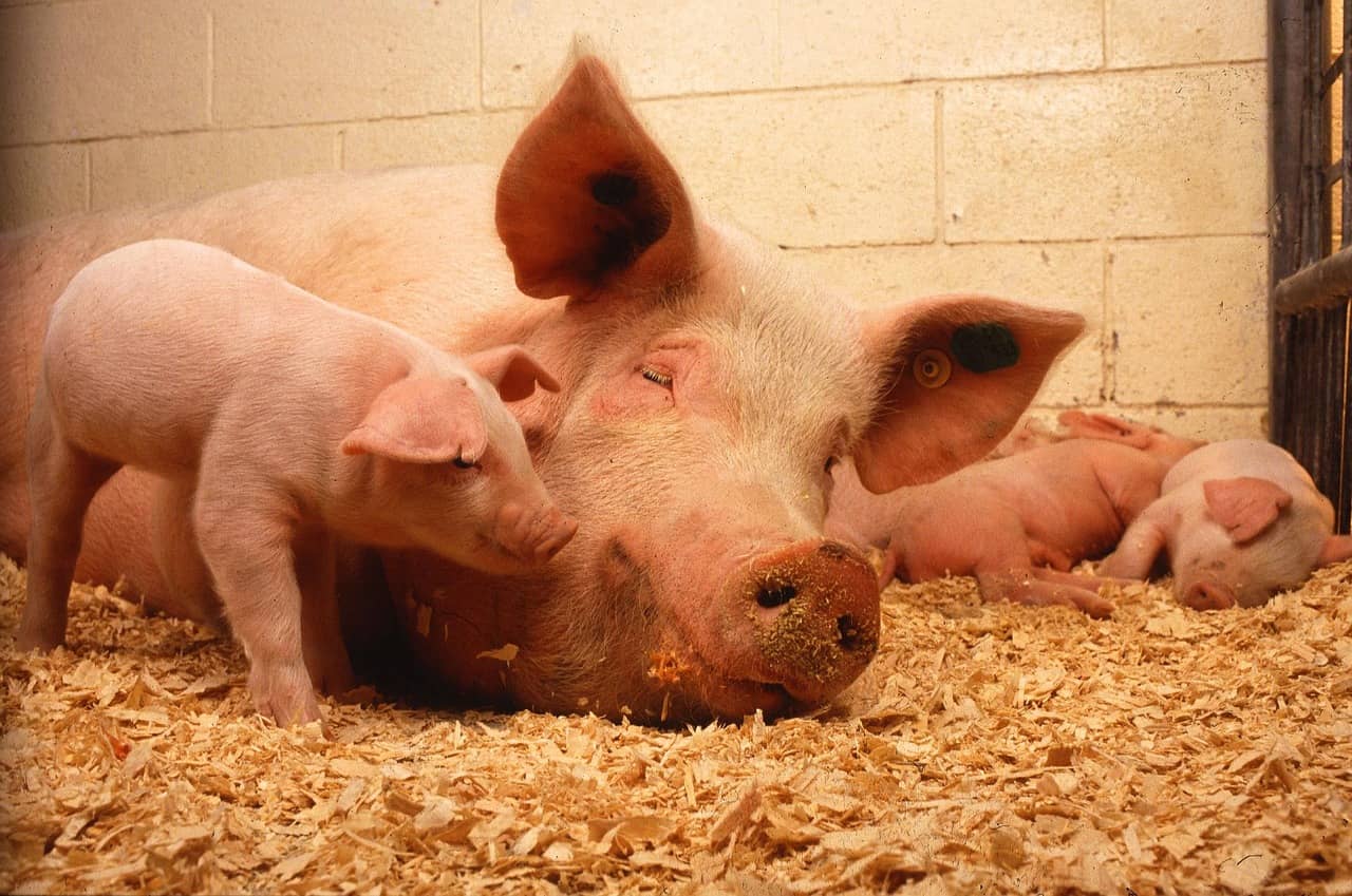 pigs-ge2a735949_1280-jpg